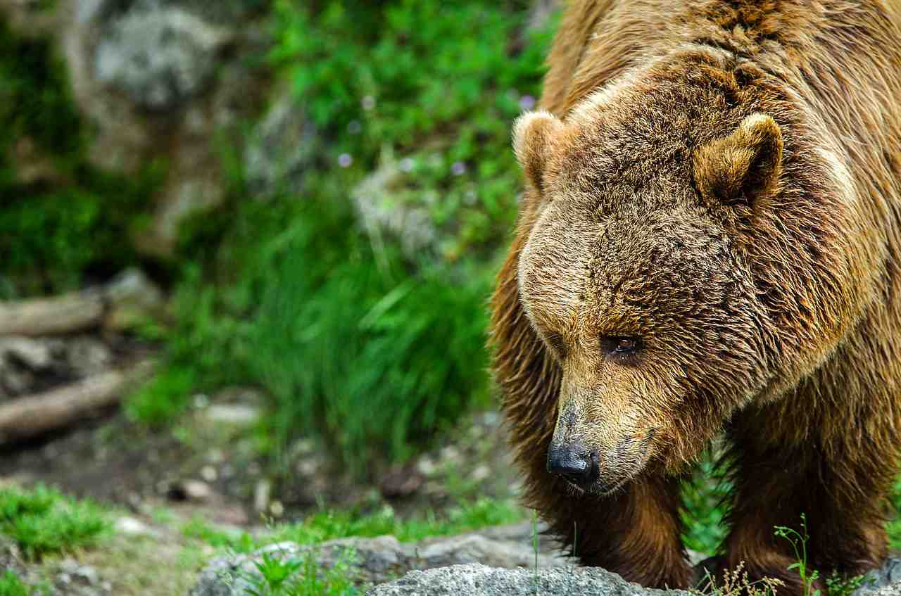 bear, l'ours brun, prédateur